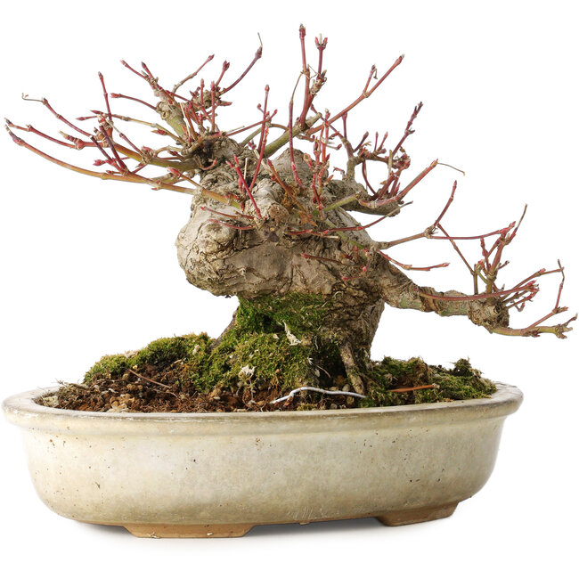 Acer palmatum, 15 cm, ± 25 years old