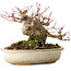Acer palmatum, 15 cm, ± 25 jaar oud