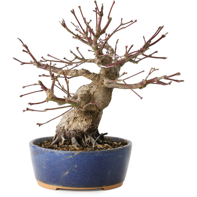 Acer palmatum, 18 cm, ± 25 anni, con un nebari di 7 cm