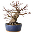 Acer palmatum, 18 cm, ± 25 years old, with a nebari of 7 cm