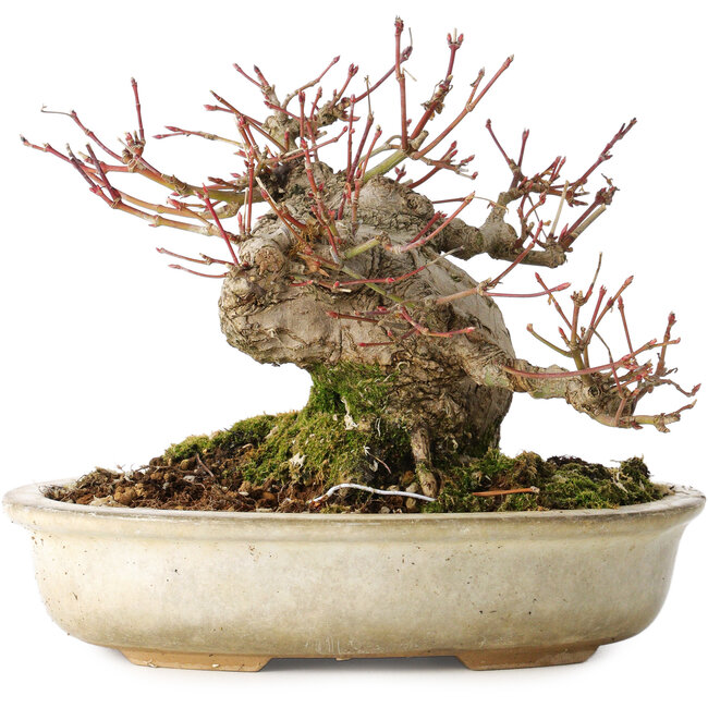 Acer palmatum, 15 cm, ± 25 Jahre alt