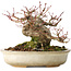 Acer palmatum, 15 cm, ± 25 jaar oud