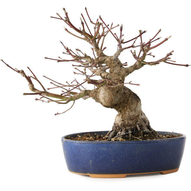 Acer palmatum, 18 cm, ± 25 jaar oud, met een nebari van 7 cm