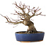 Acer palmatum, 18 cm, ± 25 jaar oud, met een nebari van 7 cm