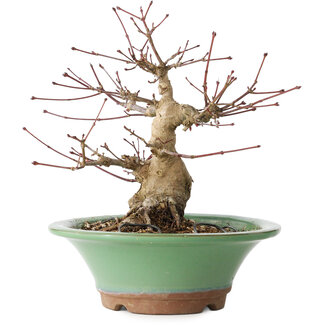 Acer palmatum, 17 cm, ± 20 jaar oud