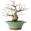 Acer palmatum, 17 cm, ± 20 jaar oud