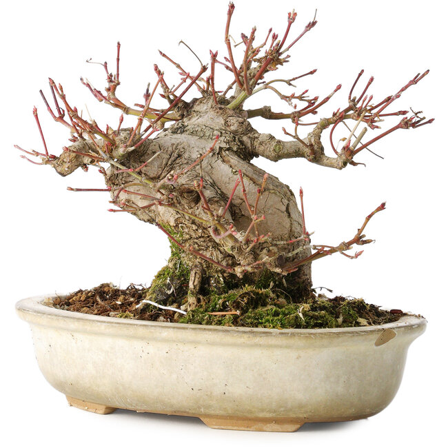 Acer palmatum, 15 cm, ± 25 years old