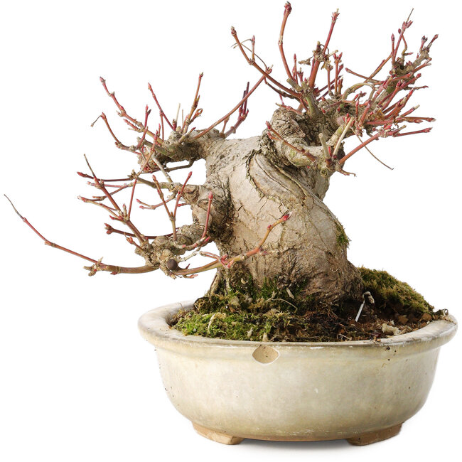 Acer palmatum, 15 cm, ± 25 Jahre alt