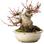 Acer palmatum, 15 cm, ± 25 jaar oud