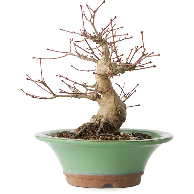 Acer palmatum, 17 cm, ± 20 jaar oud