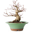 Acer palmatum, 17 cm, ± 20 jaar oud