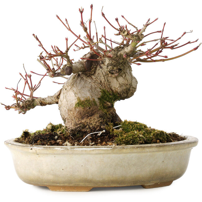 Acer palmatum, 15 cm, ± 25 Jahre alt