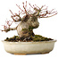Acer palmatum, 15 cm, ± 25 jaar oud