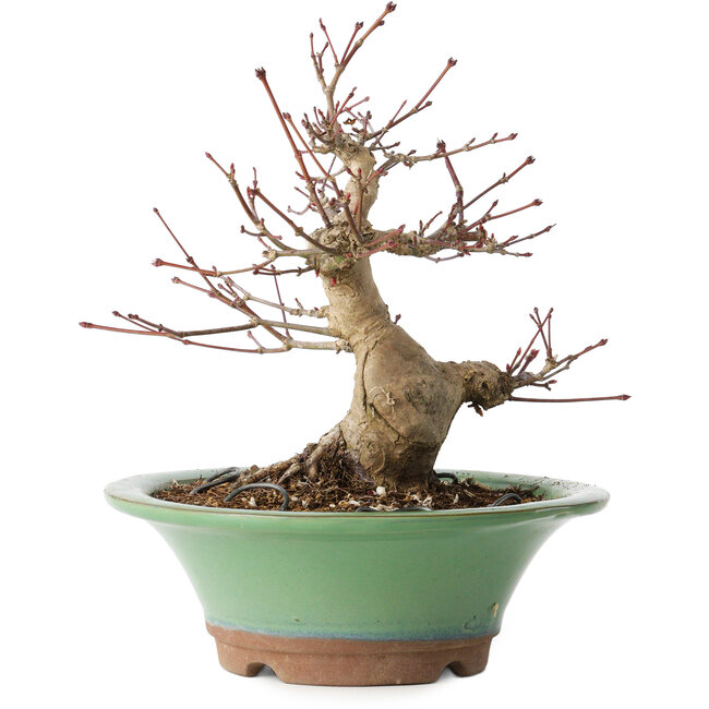 Acer palmatum, 17 cm, ± 20 years old