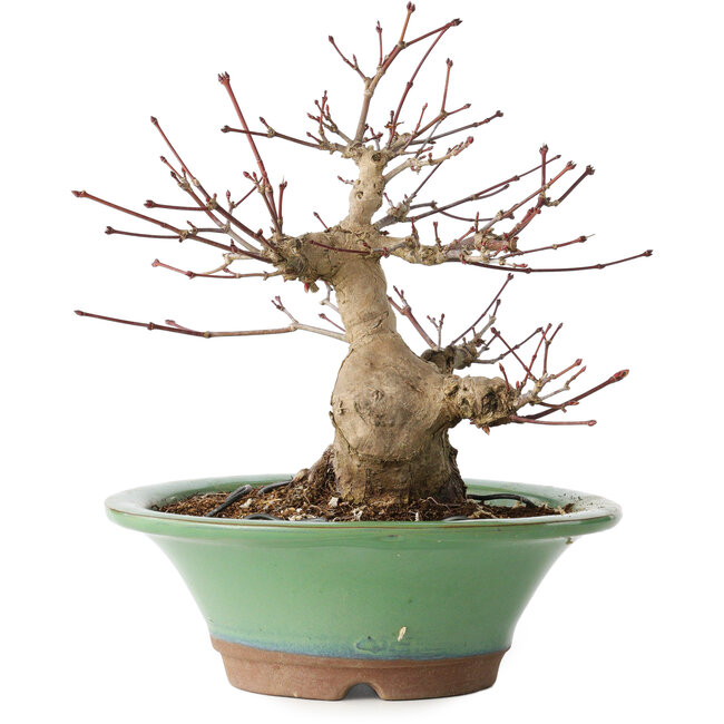 Acer palmatum, 17 cm, ± 20 ans