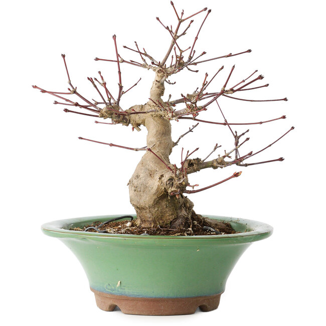 Acer palmatum, 17 cm, ± 20 años