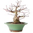 Acer palmatum, 17 cm, ± 20 jaar oud