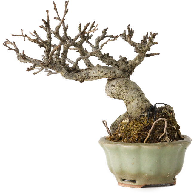 Pourthiaea villosa, 13 cm, ± 20 ans, dans un pot japonais fait main par Hori Bikou