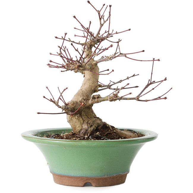 Acer palmatum, 17 cm, ± 20 ans