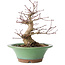 Acer palmatum, 17 cm, ± 20 jaar oud