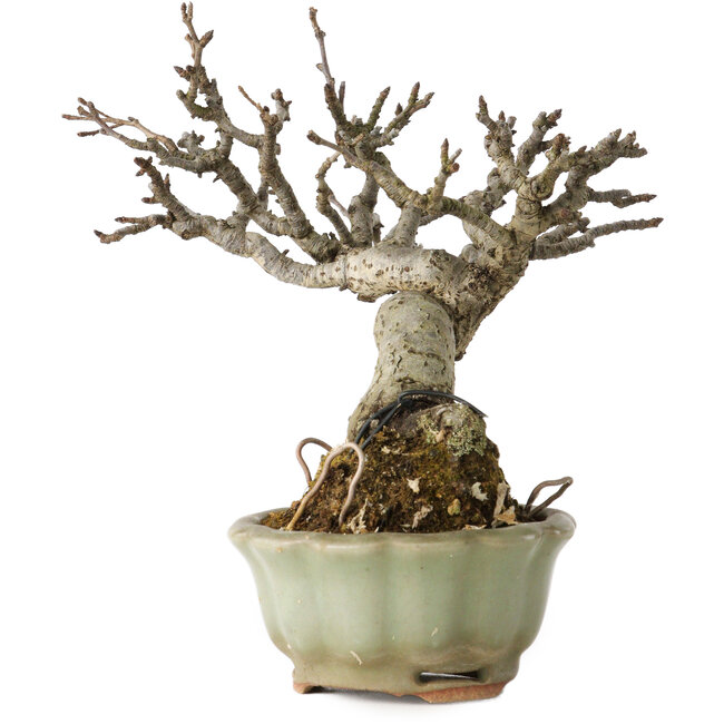 Pourthiaea villosa, 13 cm, ± 20 years old, in a handmade Japanese pot by Hori Bikou