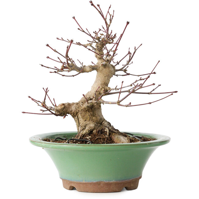 Acer palmatum, 17 cm, ± 20 anni