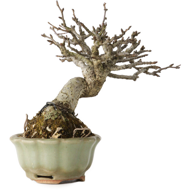 Pourthiaea villosa, 13 cm, ± 20 ans, dans un pot japonais fait main par Hori Bikou