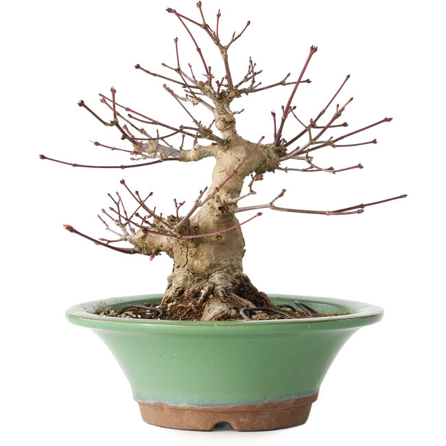 Acer palmatum, 17 cm, ± 20 years old