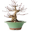 Acer palmatum, 17 cm, ± 20 jaar oud