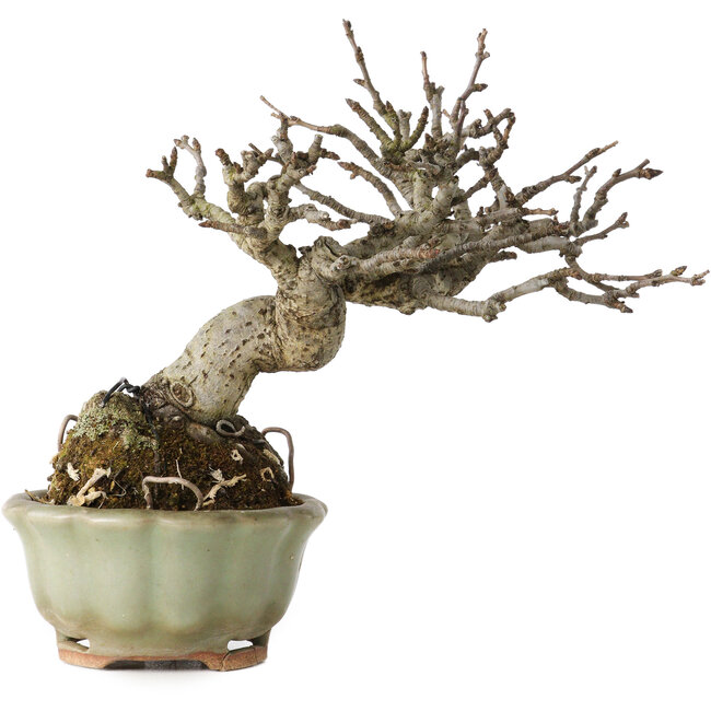 Pourthiaea villosa, 13 cm, ± 20 years old, in a handmade Japanese pot by Hori Bikou