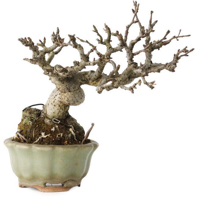 Pourthiaea villosa, 13 cm, ± 20 ans, dans un pot japonais fait main par Hori Bikou