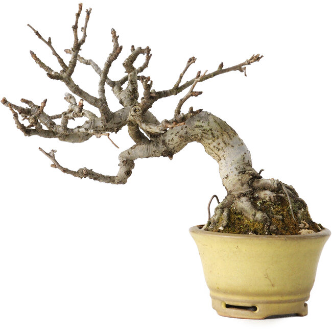 Pourthiaea villosa, 12 cm, ± 20 años, en una maceta japonesa hecha a mano por Hori Bikou