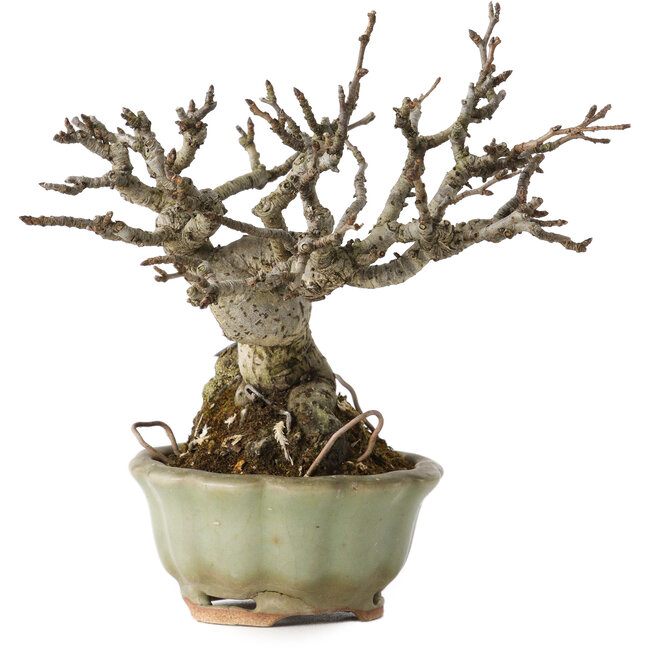 Pourthiaea villosa, 13 cm, ± 20 ans, dans un pot japonais fait main par Hori Bikou