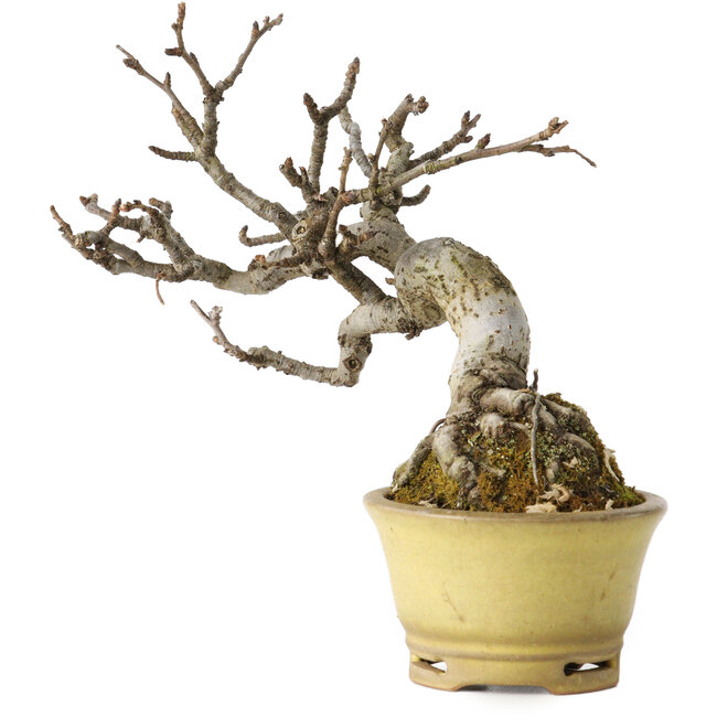 Pourthiaea villosa, 12 cm, ± 20 jaar oud, in een handgemaakte Japanse pot van Hori Bikou