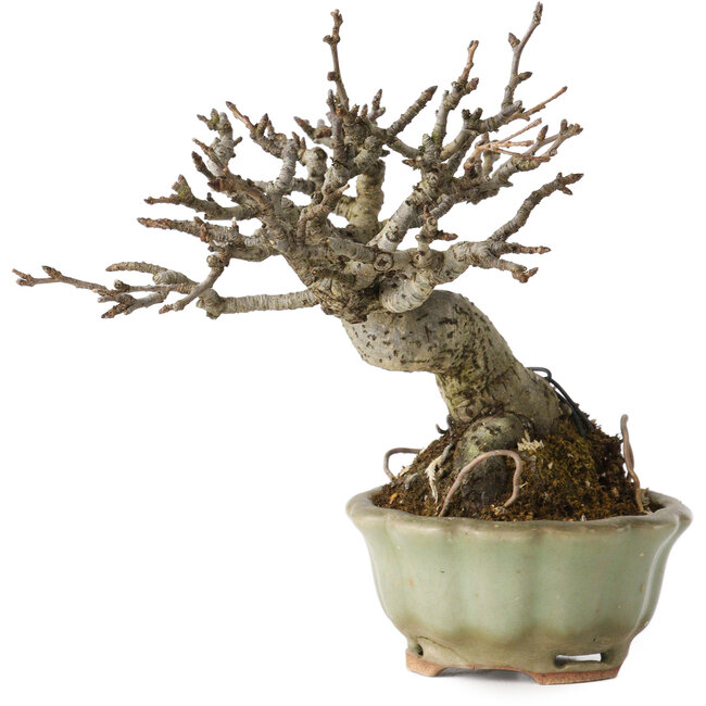 Pourthiaea villosa, 13 cm, ± 20 years old, in a handmade Japanese pot by Hori Bikou