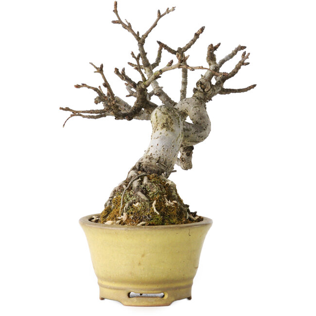 Pourthiaea villosa, 12 cm, ± 20 ans, dans un pot japonais fait main par Hori Bikou