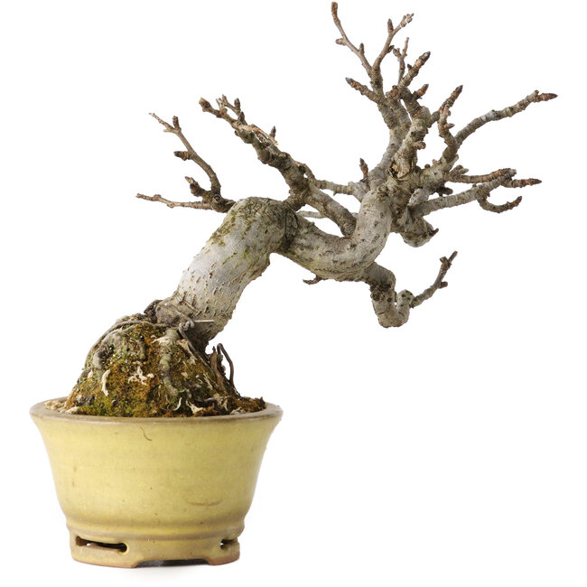 Pourthiaea villosa, 12 cm, ± 20 years old, in a handmade Japanese pot by Hori Bikou