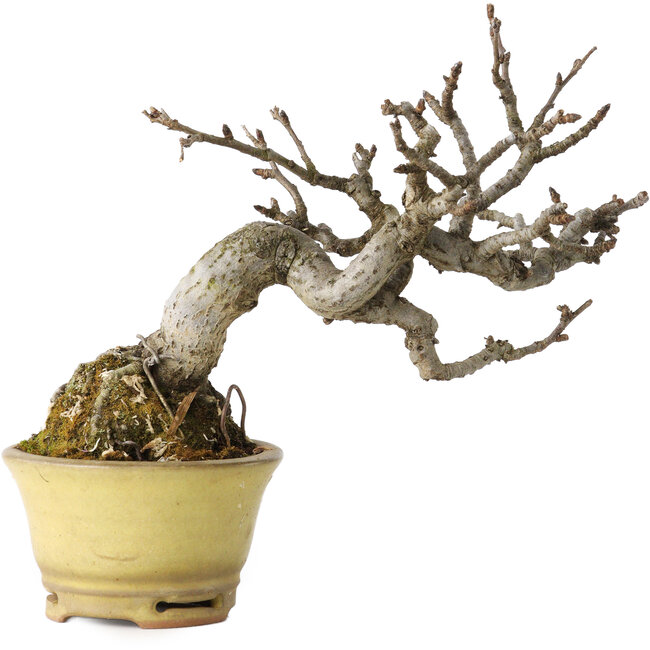 Pourthiaea villosa, 12 cm, ± 20 años, en una maceta japonesa hecha a mano por Hori Bikou