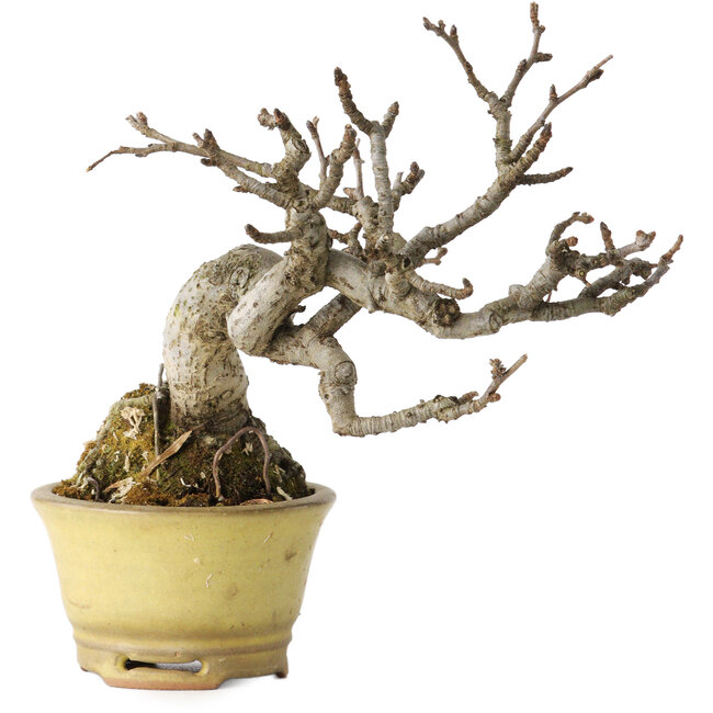 Pourthiaea villosa, 12 cm, ± 20 ans, dans un pot japonais fait main par Hori Bikou