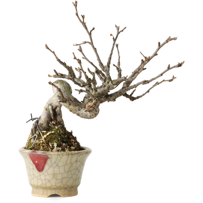 Pourthiaea villosa, 14 cm, ± 20 ans, dans un pot japonais fait main avec une réparation par Hori Bikou