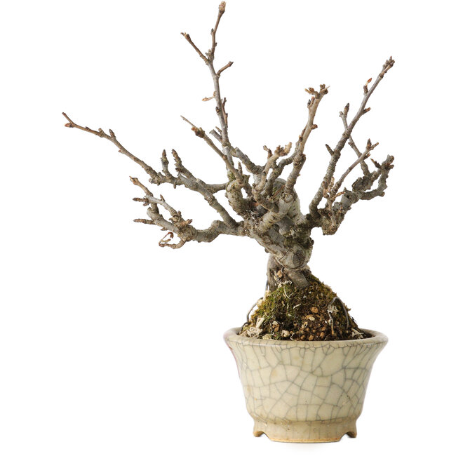 Pourthiaea villosa, 14 cm, ± 20 years old, in a handmade Japanese pot with a repair by Hori Bikou