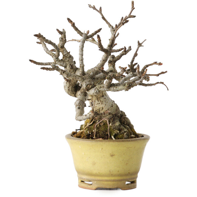 Pourthiaea villosa, 12 cm, ± 20 Jahre alt, in einem handgefertigten japanischen Topf von Hori Bikou