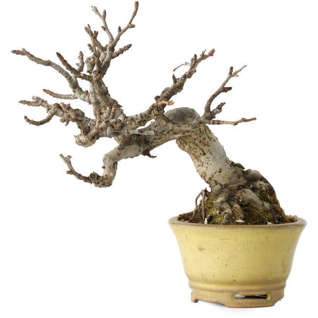 Pourthiaea villosa, 12 cm, ± 20 anni, in un vaso giapponese fatto a mano da Hori Bikou