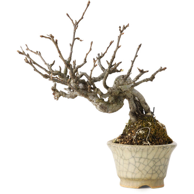 Pourthiaea villosa, 14 cm, ± 20 years old, in a handmade Japanese pot with a repair by Hori Bikou
