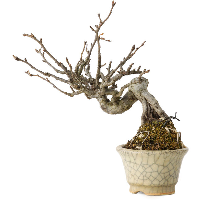 Pourthiaea villosa, 14 cm, ± 20 años, en una maceta japonesa hecha a mano con una reparación de Hori Bikou