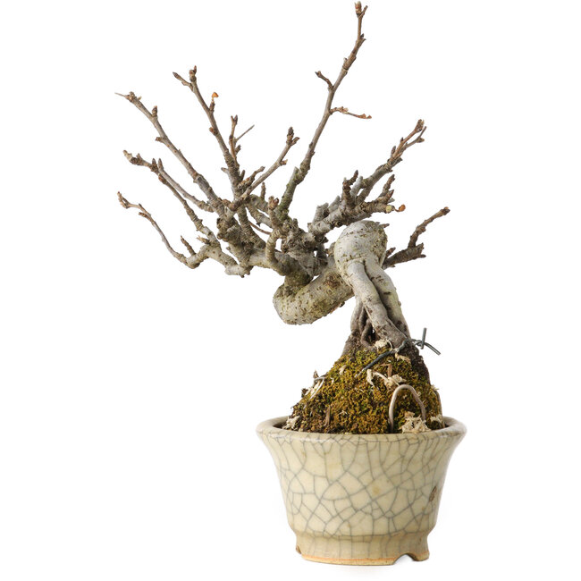 Pourthiaea villosa, 14 cm, ± 20 years old, in a handmade Japanese pot with a repair by Hori Bikou