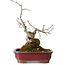 Diospyros kaki, 18 cm, ± 15 jaar oud