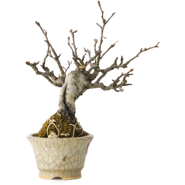 Pourthiaea villosa, 14 cm, ± 20 años, en una maceta japonesa hecha a mano con una reparación de Hori Bikou