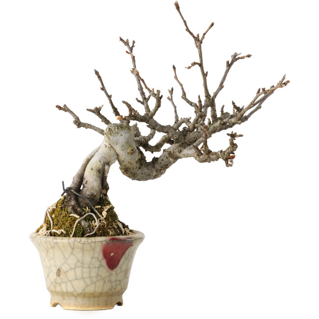 Pourthiaea villosa, 14 cm, ± 20 years old, in a handmade Japanese pot with a repair by Hori Bikou