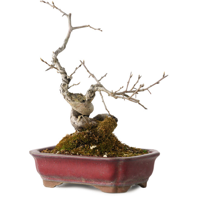 Diospyros kaki, 18 cm, ± 15 anni